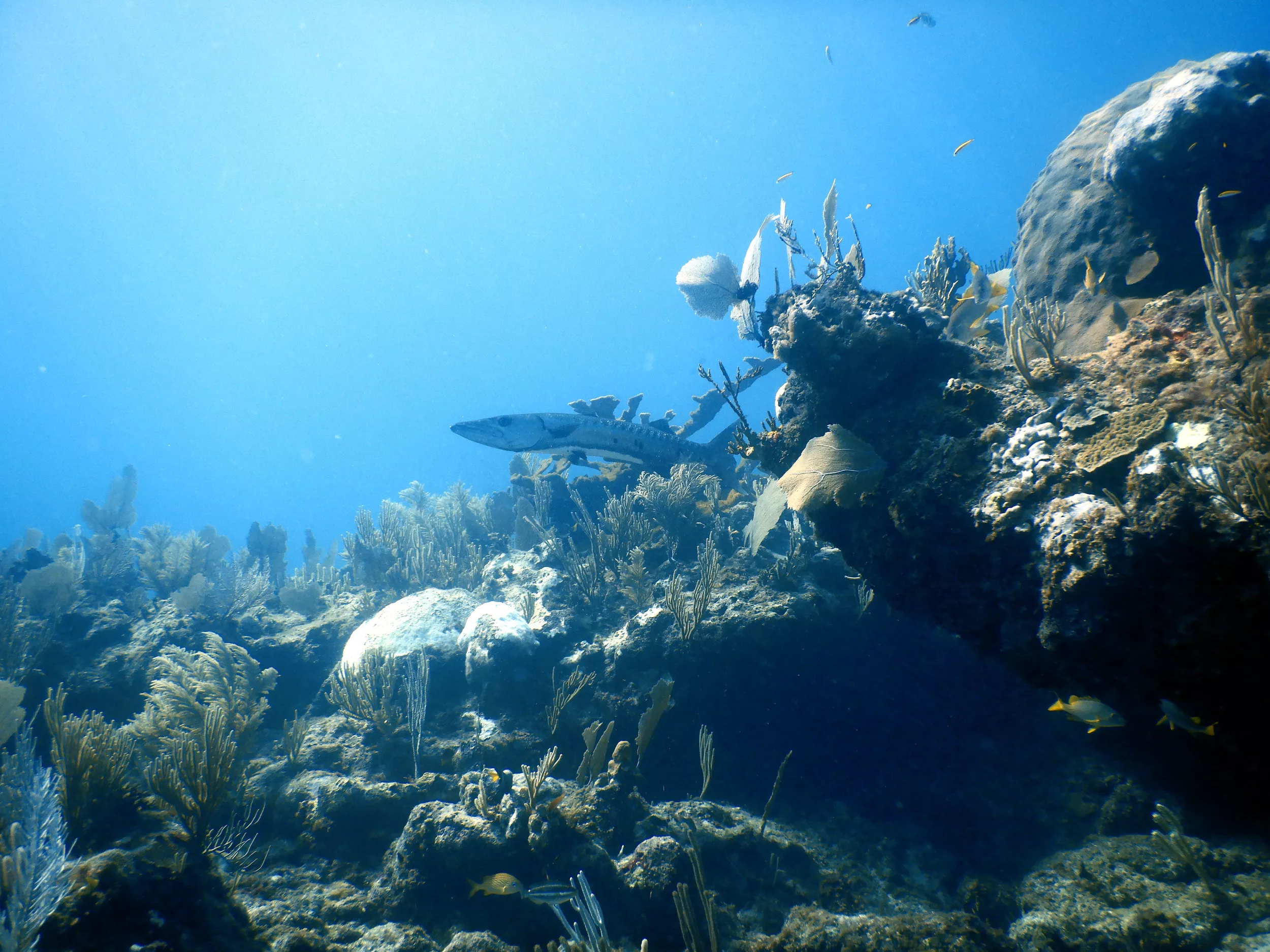 2 dives: Playa Del Carmen Reef