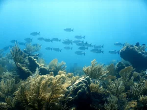 2 dives Tulum Reef