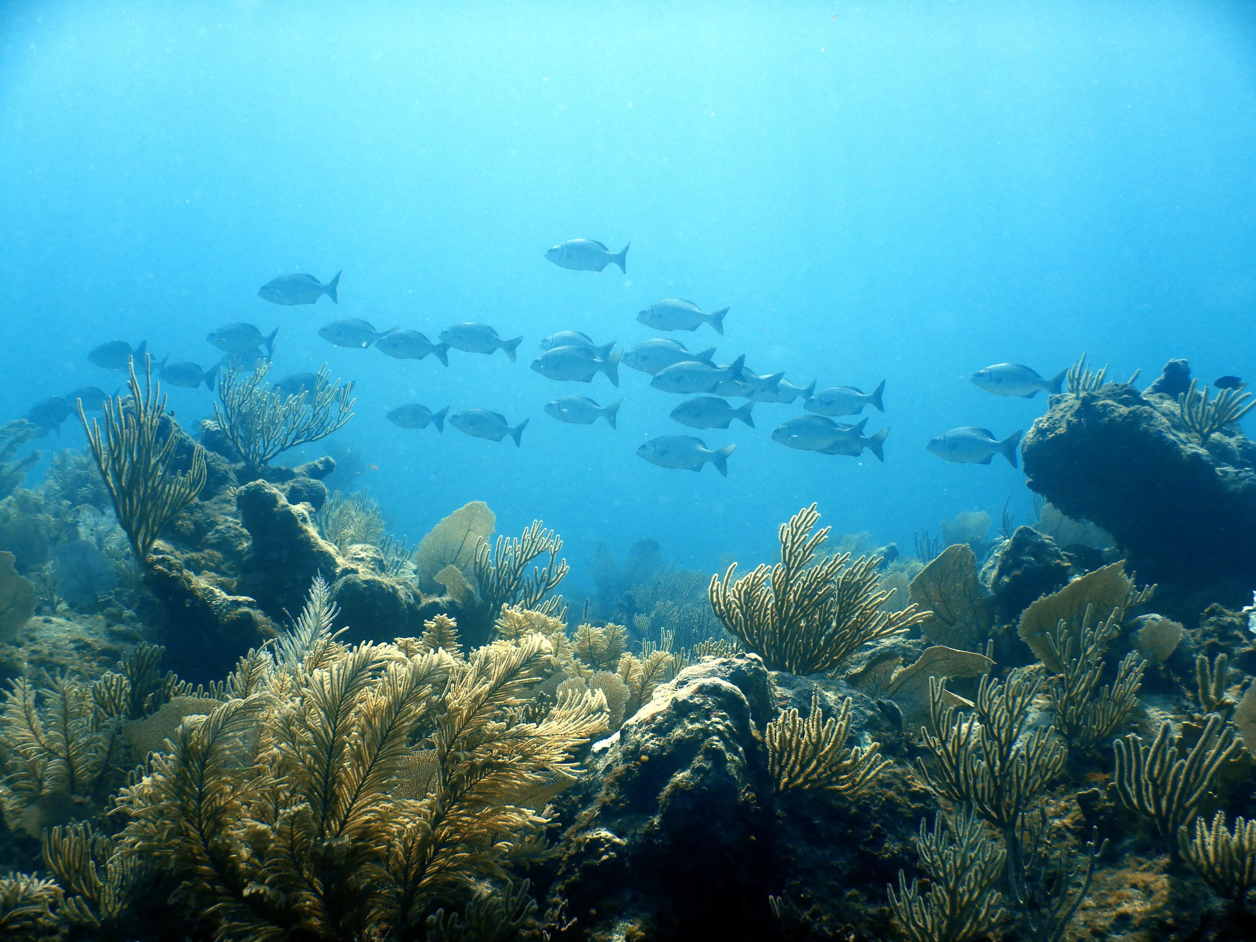 2 dives: Tulum Reef