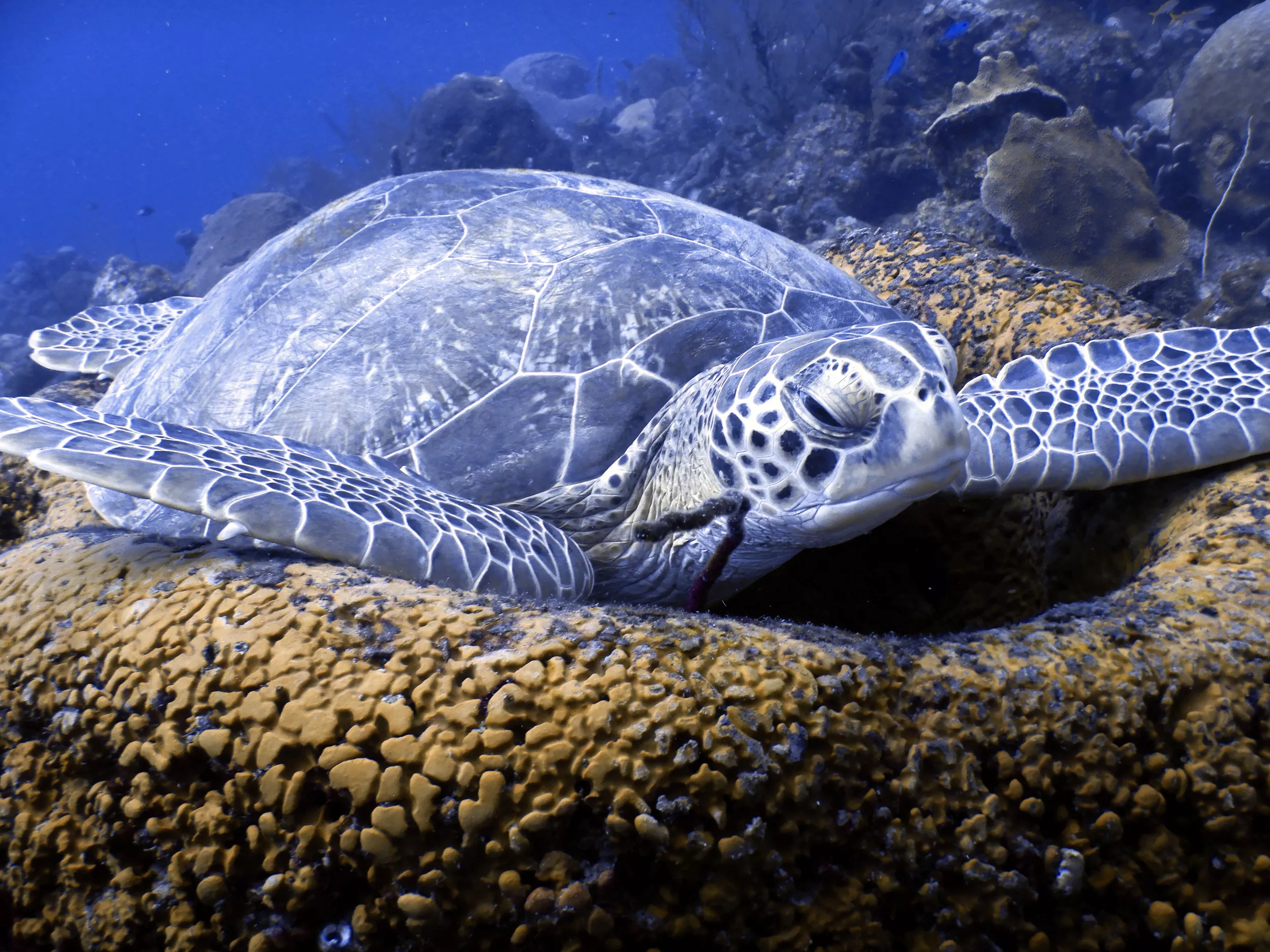 2 dives: Cozumel Reef