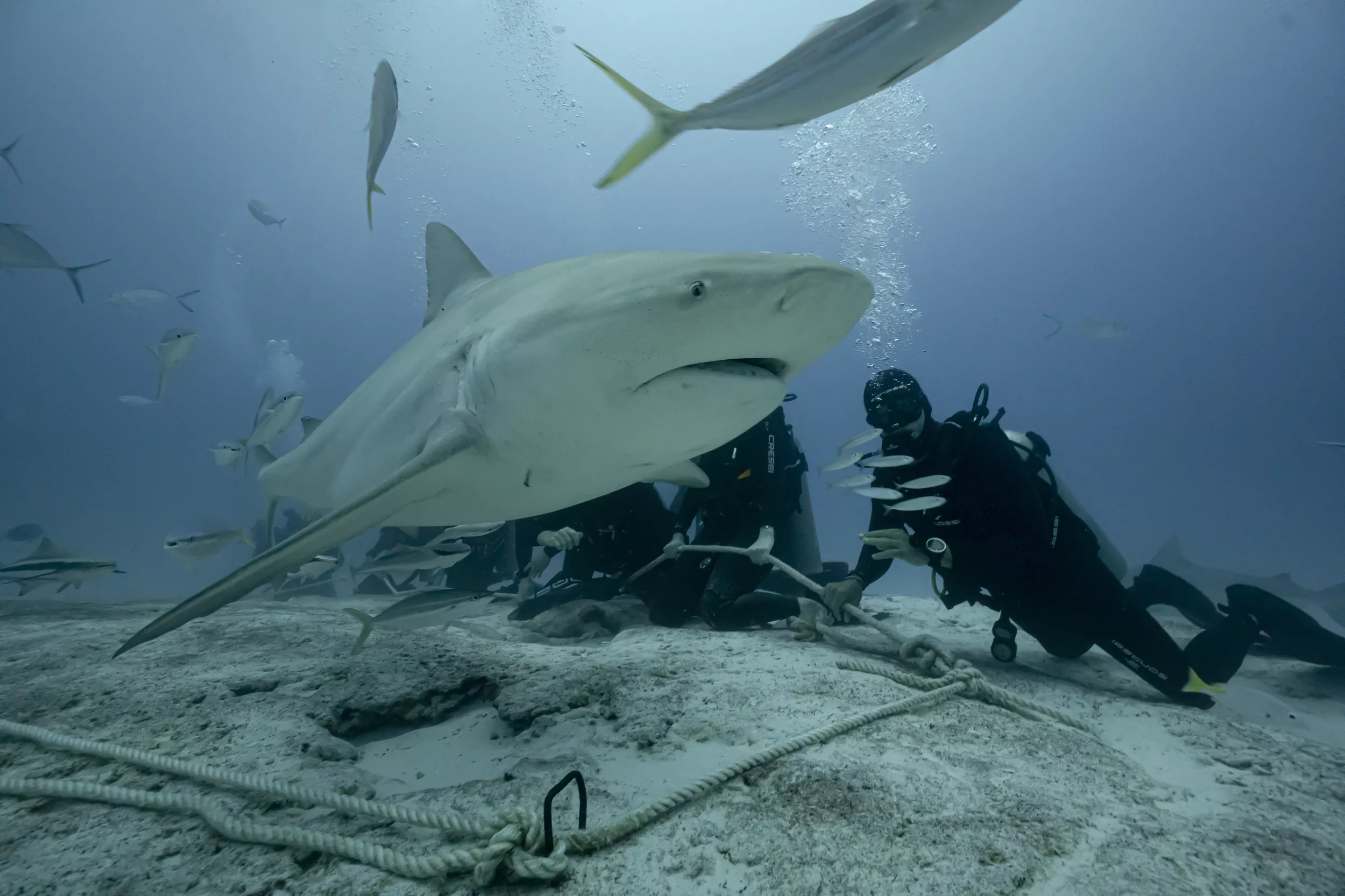 2 Dives: Bullsharks and reef