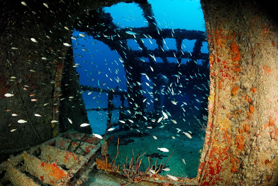 Juan Escutia C-56 Wreck & Reef Dive