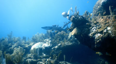 2 dives Playa Del Carmen Reef