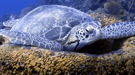 2 dives Cozumel Reef