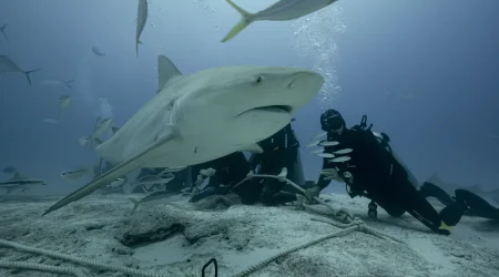 2 Dives Bullshark and Reef