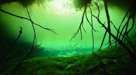 2-dives-casa-and-carwash-header