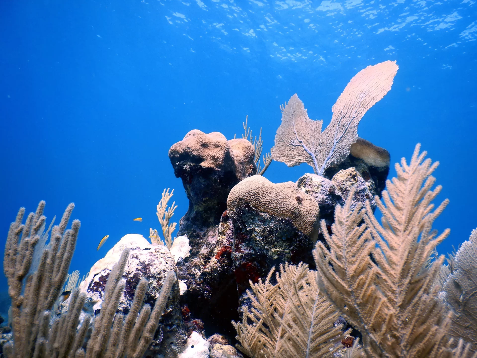 Coral Reef Conservation