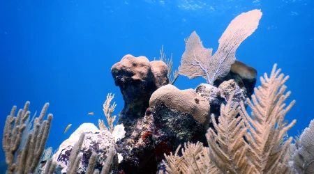 Coral Reef Conservation