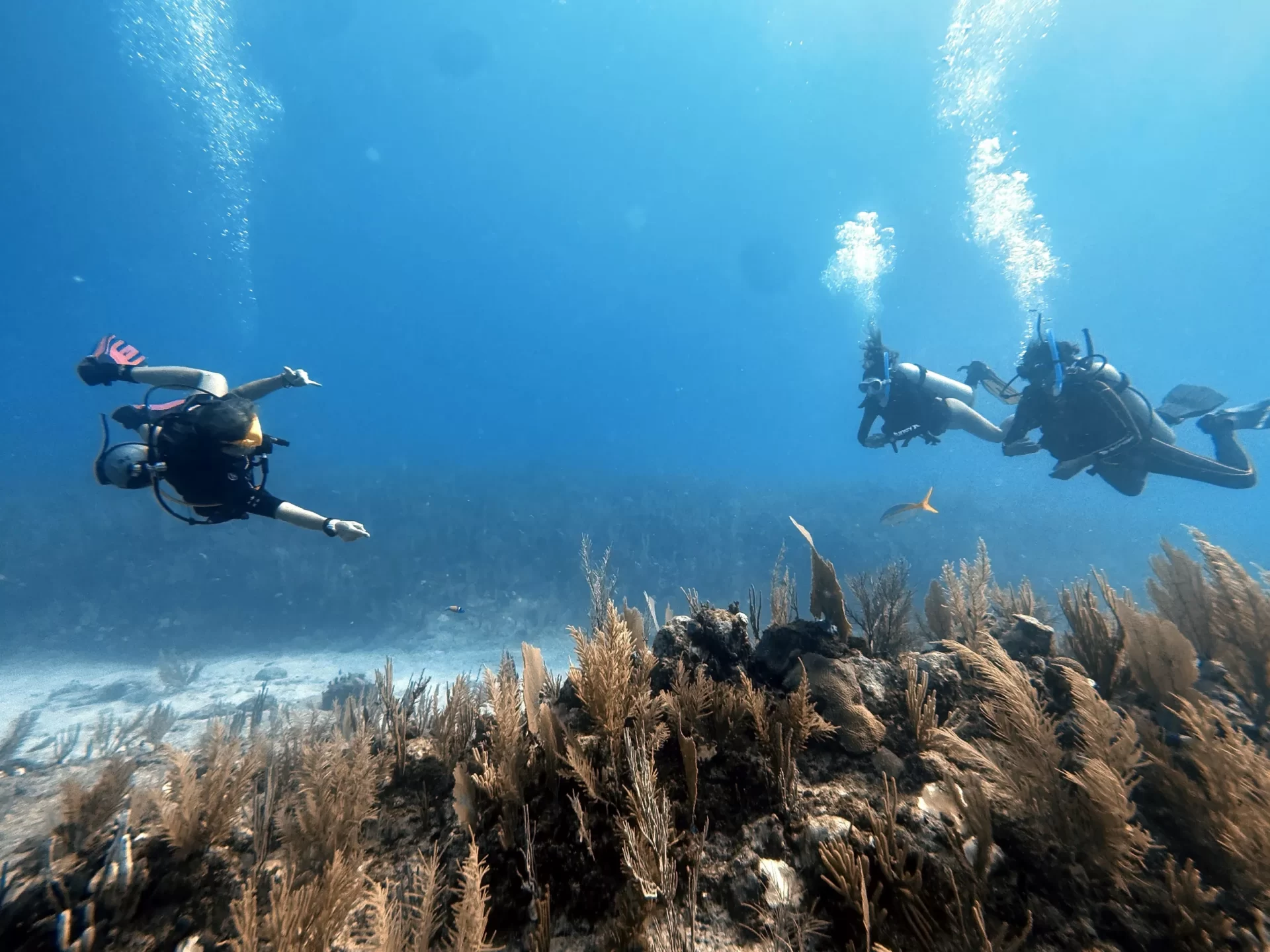 Glimpse of the Reef - 3 days dive package