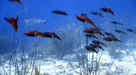 Ultimate Reef Adventure Package - 5 days dive package