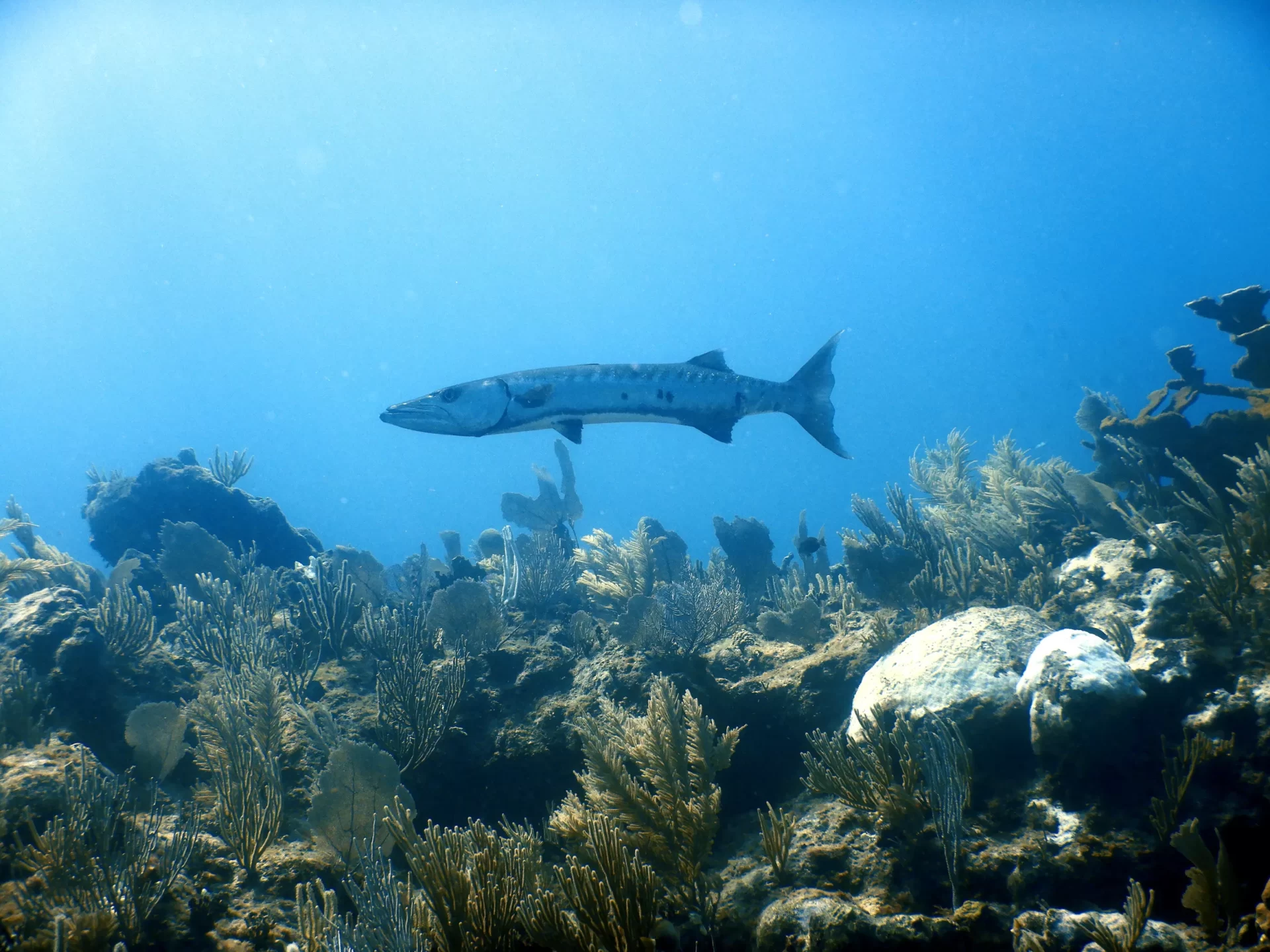 Cenote and Reef Adventure - 3 days dive package