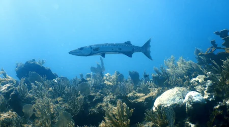 Cenote and Reef Adventure - 3 days dive package